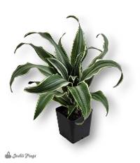 Dracaena deremensis 'Warneckii Compacta'