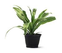 Dracaena deremensis 'Warneckii Compacta' - 4" Pot