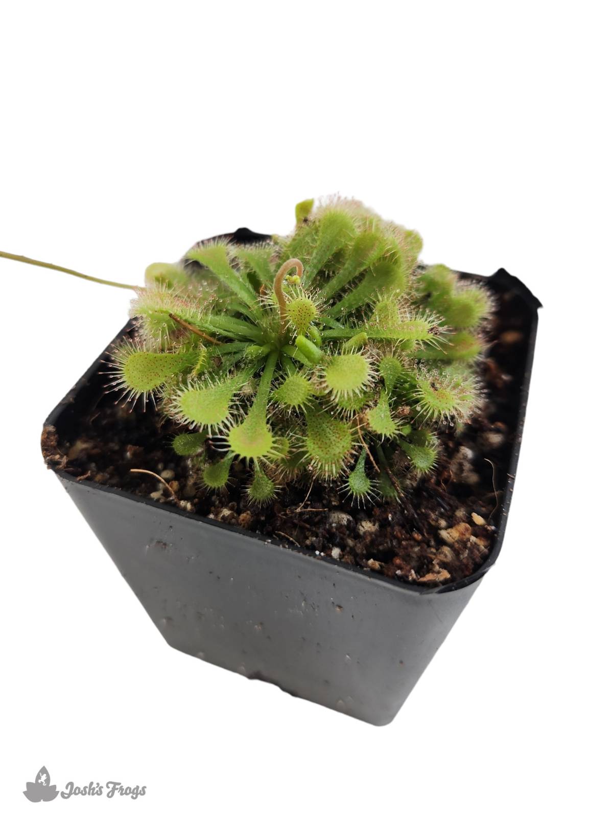 Drosera spatulata - Spoon-leaved Sundew