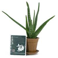 Clean Air Plant in Eco-Friendly Pot - Aloe vera