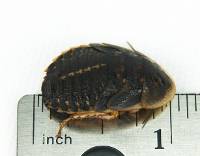 3/4" - 1" Large Dubia Roaches (1,000 Count)