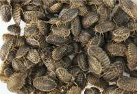 Josh's Frogs Dubia Roach Snack Packs (FREE SHIPPING)