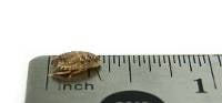 Josh's Frogs 1/4" - 3/8" Small Dubia Roaches (Blaptica dubia)
