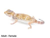 Eastern Sand Gecko - Stenodactylus leptocosymbotes (Captive Bred)