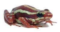 Epipedobates anthonyi 'Santa Isabel' | Phantasmal Poison Dart Frog (Captive Bred) 