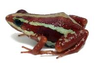 Epipedobates anthonyi 'Santa Isabel' (Adult) (Captive Bred CBP) - Phantasmal Poison Dart Frog