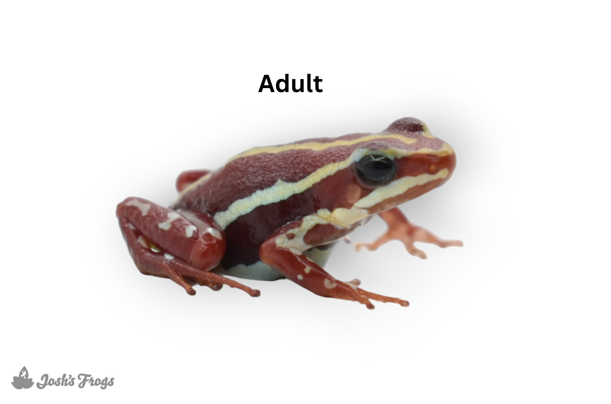 Epipedobates anthonyi 'Zarayunga' TADPOLE - Phantasmal Poison Dart Frog
