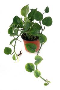 Epipremnum aureum 'Jade' Pothos (4 inch pot)