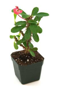 Euphorbia milii 'Dwarf Apache' - Crown of Thorns