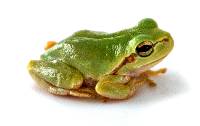 European Green Tree Frog - Hyla arborea (Captive Bred)