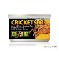 Exo Terra Crickets, Large Size, 1.2 oz