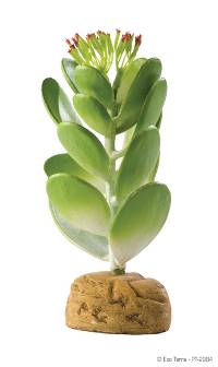 Exo Terra Jade Cactus