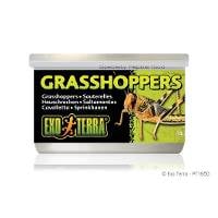 Exo Terra Grasshoppers (1.2oz)