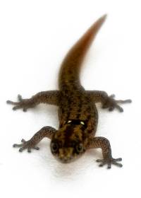 Hispaniolan Eyespot Dwarf Gecko - Sphaerodactylus difficilis diolenius (Sexed Pair)