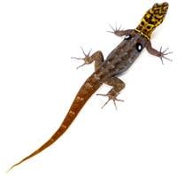 Eyespot Gecko - Gonatodes ocellatus (Captive Bred)