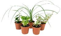 Fairy Garden Plant Collection 5-Pack
