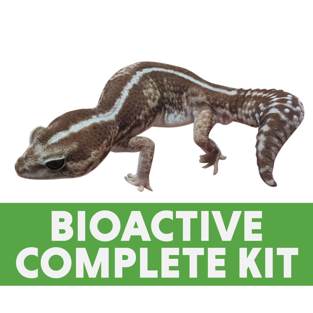 Fat Tail Gecko BIOACTIVE Complete Kit (24x18x18)