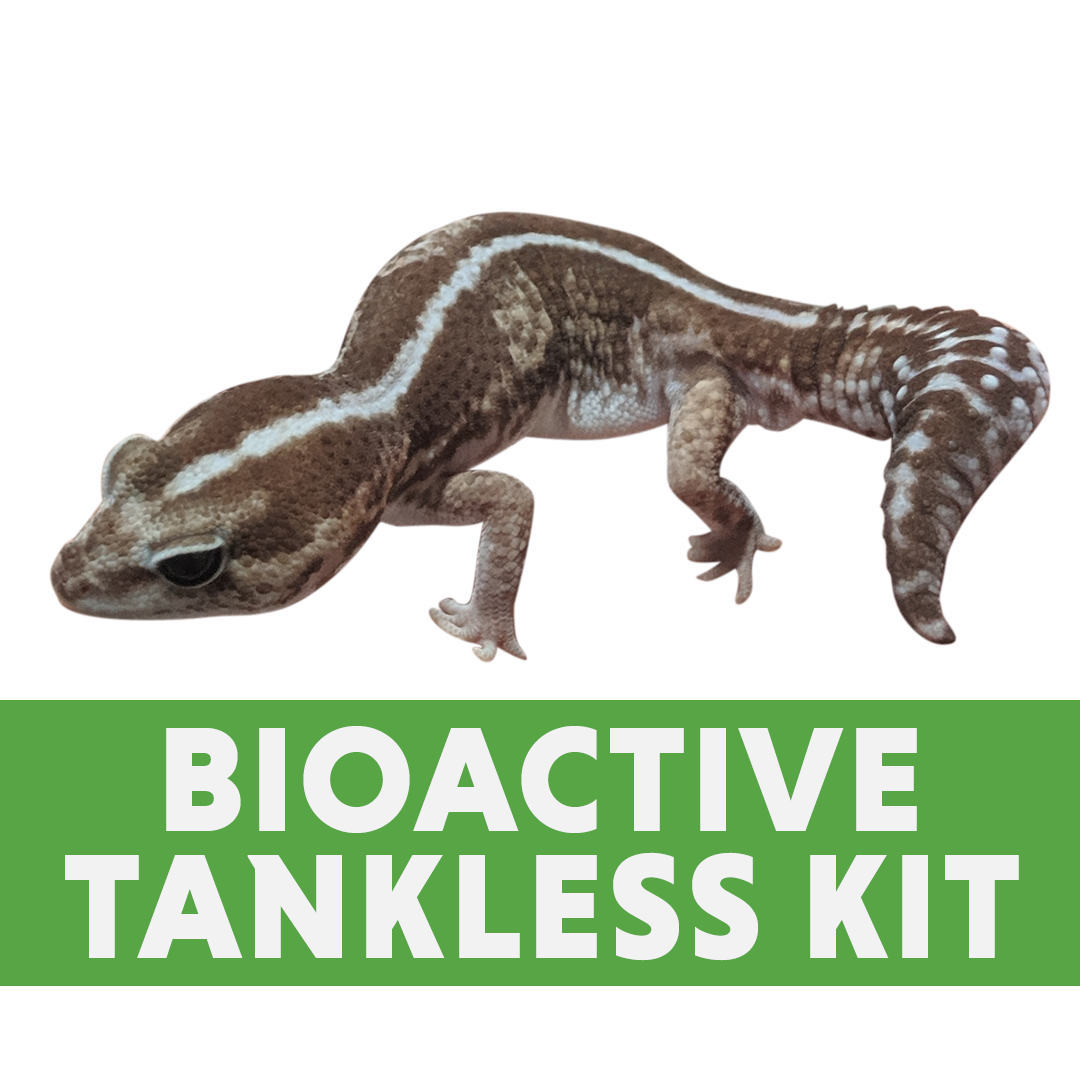 Fat Tail Gecko Bioactive Tankless Habitat Kit (20 Gallon Long)