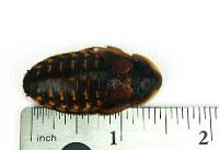 Adult Female Dubia Roach