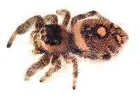 FEMALE Regal Jumping Spider - Phidippus regius (Captive Bred)