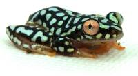 SEXED FEMALE Starry Night Reed Frog - Heterixalus alboguttatus (Captive Bred)