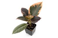 Ficus elastica 'Ruby' - Variegated Rubber Tree