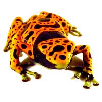 Dendrobates leucomelas 'Fine Spot' TADPOLE - Bumble Bee Dart Frog