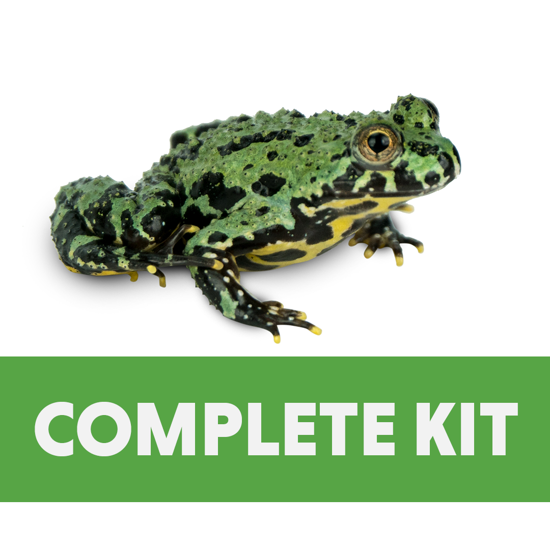 Fire-Bellied Toad Complete Habitat Kit