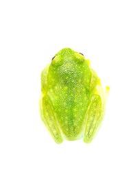 Fleischmann's Glass Frog - Hyalinobatrachium fleischmanni (Captive Bred)