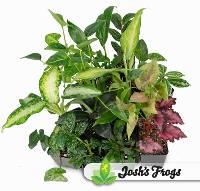 Foliage Plant Bundle (10 pack)