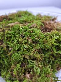 Josh's Frogs Live Sheet Moss | 2 quart