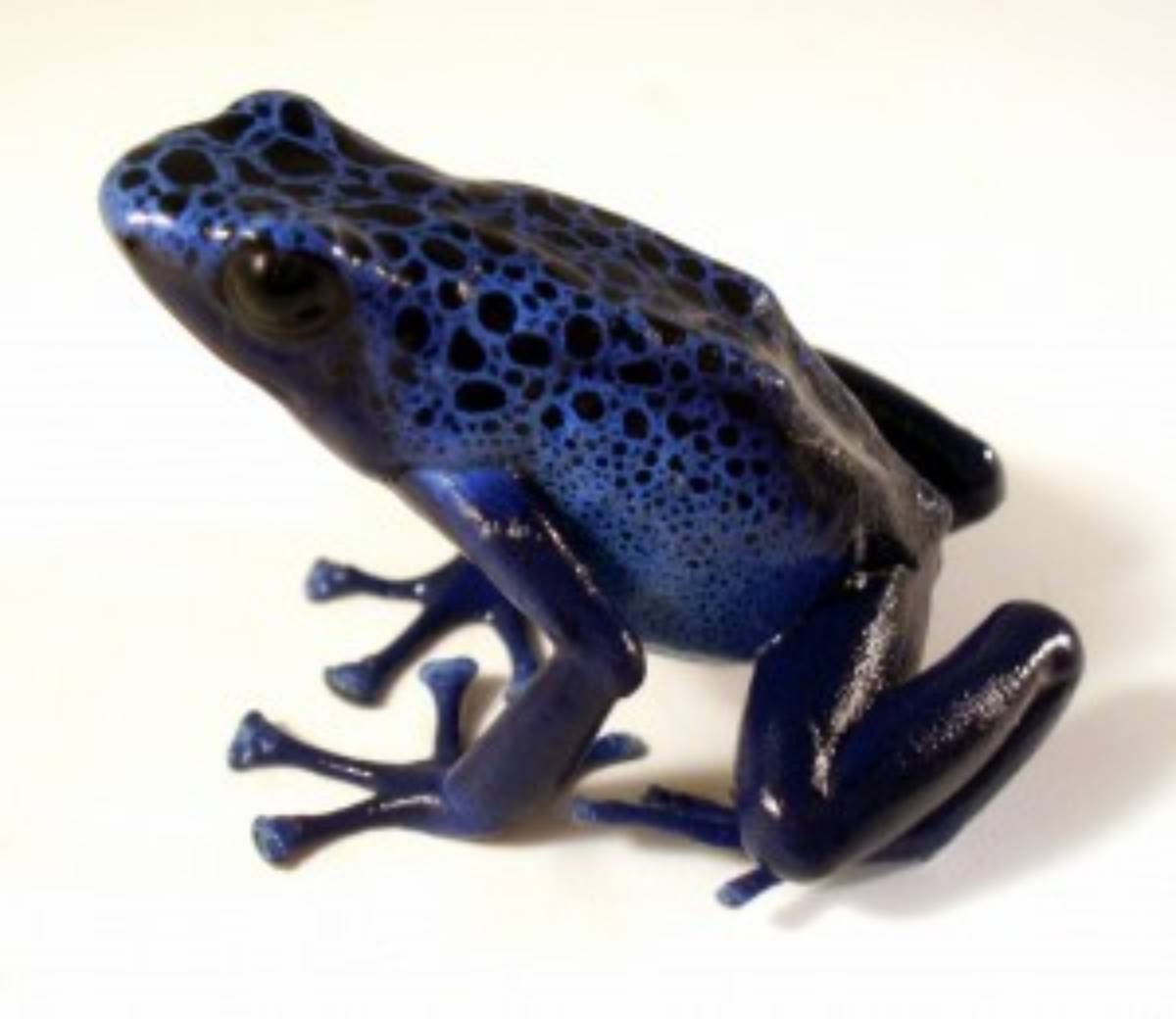 Dendrobates tinctorius 'Azureus' poison dart frog