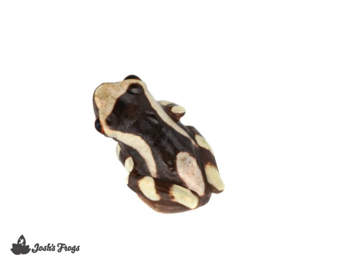 Black & Gold Baby Frog : : Home