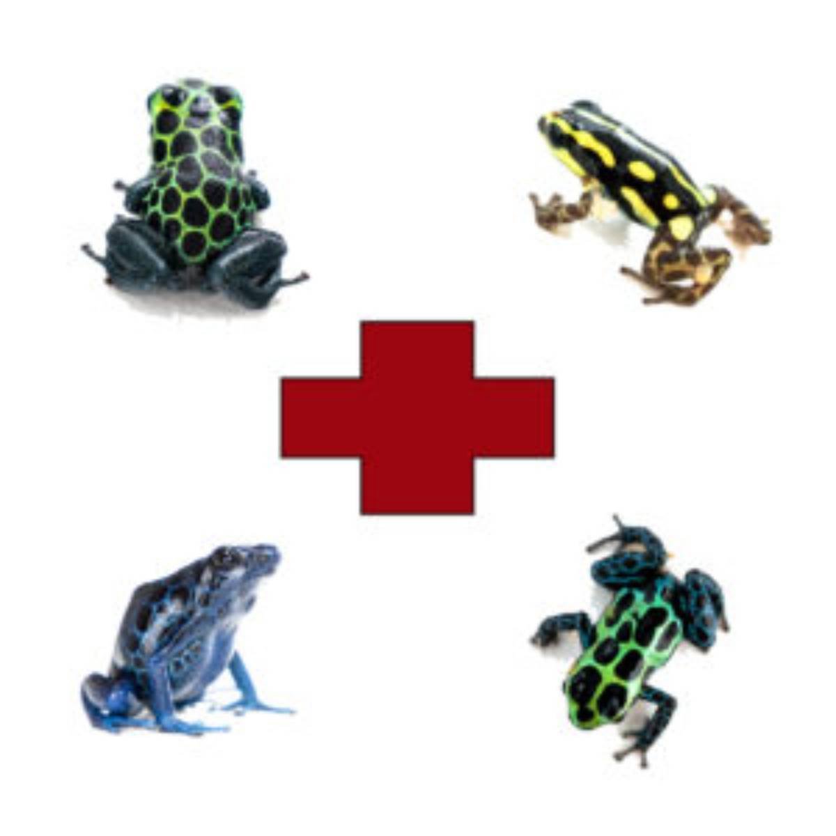 hospital bins for your dart frogs
