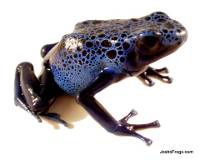 Blue Azureus Dart Frog (Captive Bred)