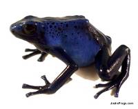 Dendrobates tinctorius 'Azureus' TADPOLE - Blue Poison Dart Frog