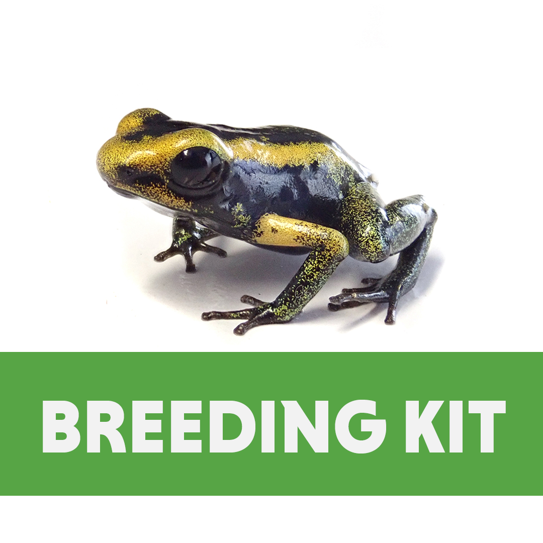 Froglet Rearing Container Kit