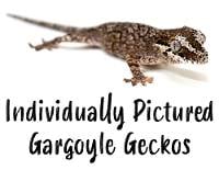 Gargoyle Gecko - Rhacodactylus auriculatus (Individually Pictured)