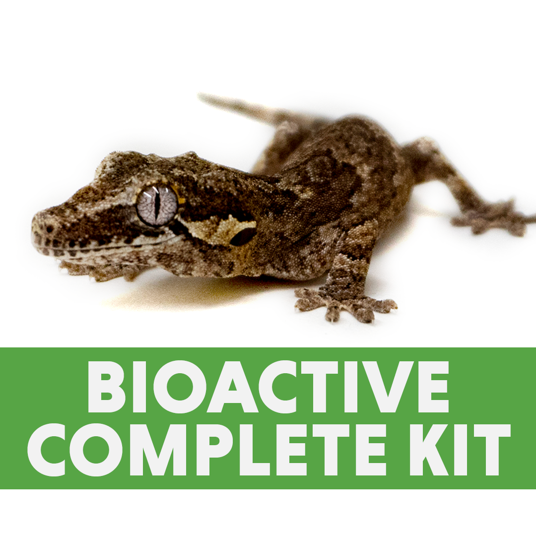 Bioactive crested shop gecko kit