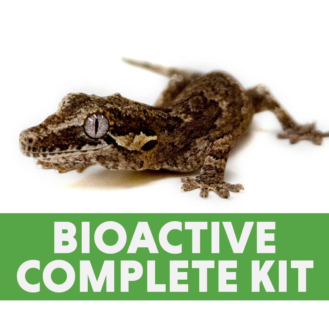 Complete Bioactive Habitat Kit for Gargoyle Geckos (18x18x24 Glass Terrarium)
