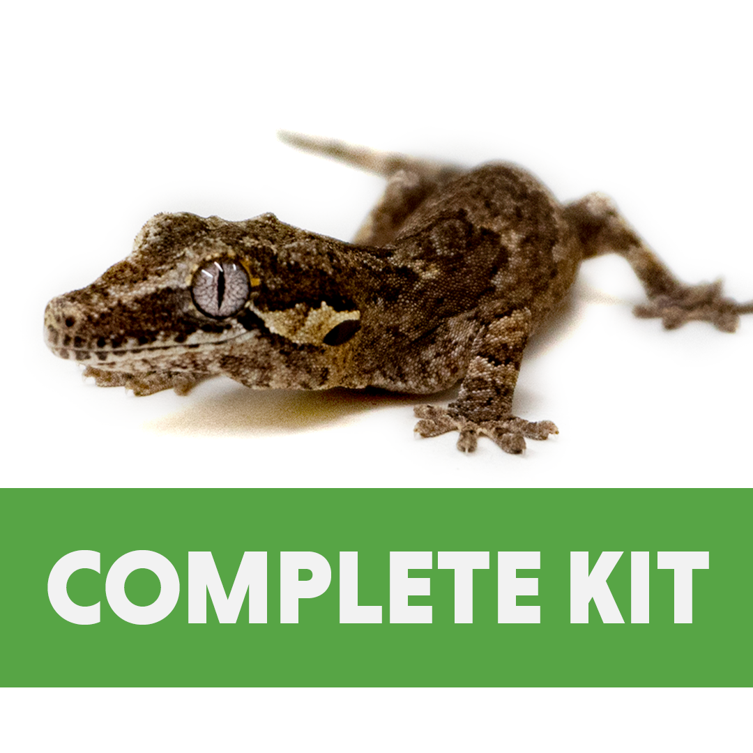 Juvenile Gargoyle Gecko Complete Kit (12x12x18)