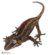 Gargoyle Gecko - Rhacodactylus auriculatus (Keeper's Choice)