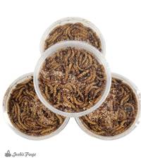 GIANT Mealworms (1000 Count)