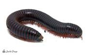 Giant Pink Foot Millipede 'Mahogany Cherry Foot' - Narceus americanus