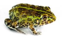 Giant Pixie Frog - Pyxicephalus adspersus (Captive Bred)