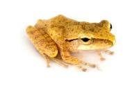 Golden Tree Frog - Polypedates leucomystax (Captive Bred)