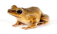 Golden Tree Frog Frog - Polypedates leucomystax