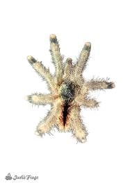 Goliath Pink Toe Tarantula - Avicularia sp. 'Braunshauseni' (Captive bred)