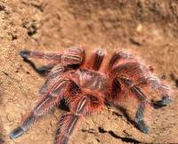 Chilean Rose Hair Tarantula ‘Red Color Form’ - Grammostola rosea 'RCF'  | 2-2.5 inch (Captive Bred)