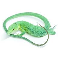 Green Keel-Bellied Lizard - Gastropholis prasina (Captive Bred) DROPSHIP